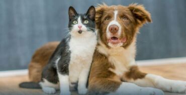 Projeto aprovado pelos vereadores fortalece ações de proteção e amparo aos animais em Tio Hugo