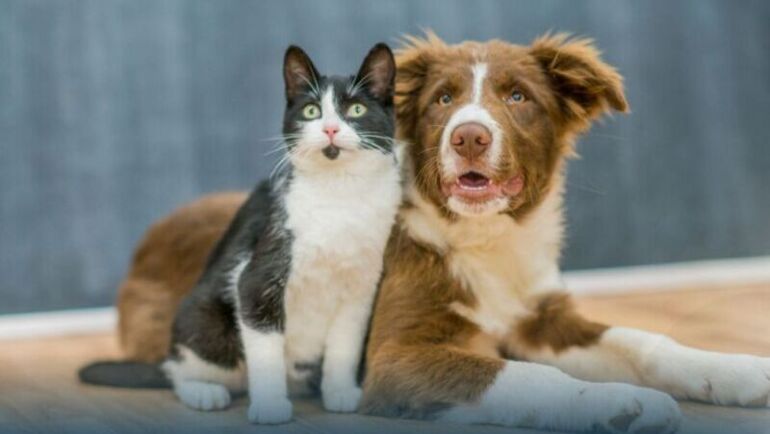Projeto aprovado pelos vereadores fortalece ações de proteção e amparo aos animais em Tio Hugo